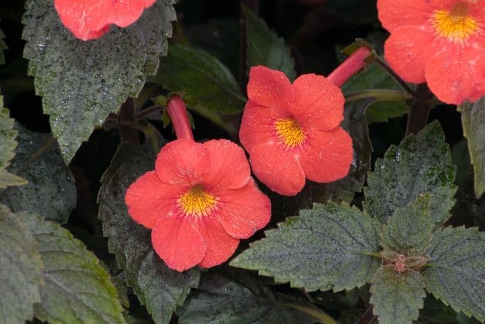 achimenantha 'Inferno'