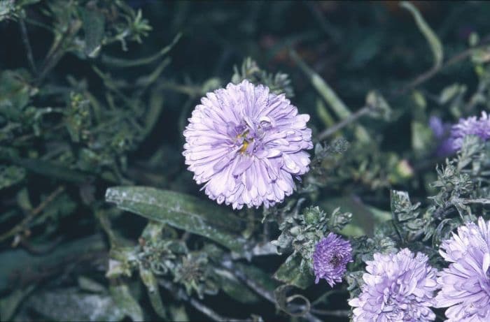 Michaelmas daisy 'Marie Ballard'