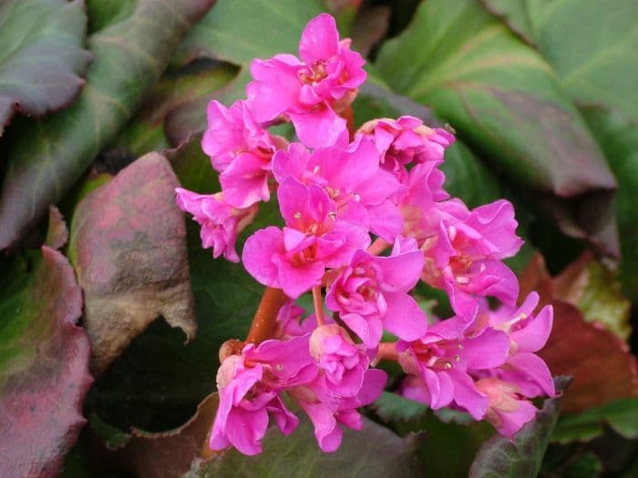 elephant's ears 'Abendglut'