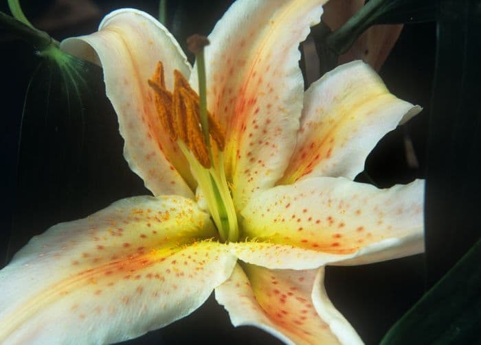 lily 'Salmon Star'