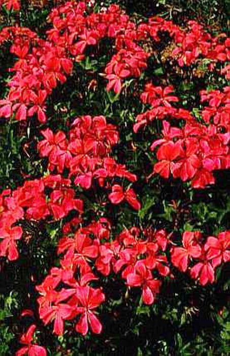 pelargonium 'Red Cascade'