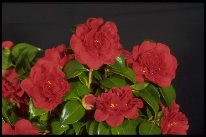 camellia 'Tom Knudsen'