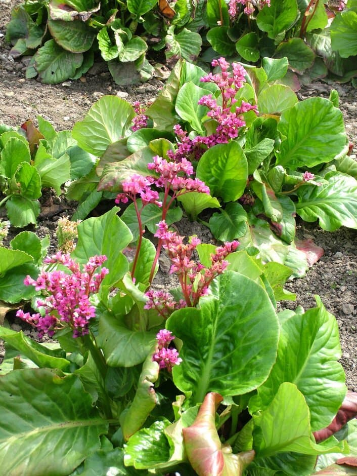 Bergenia 'Lambrook'