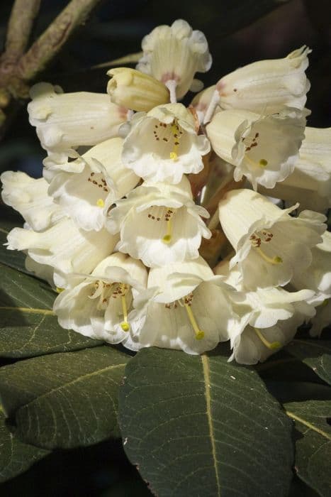 Sinofalconer rhododendron