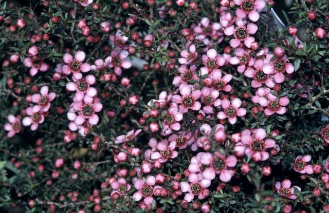 Tea tree 'Kiwi'