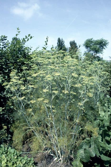 common fennel