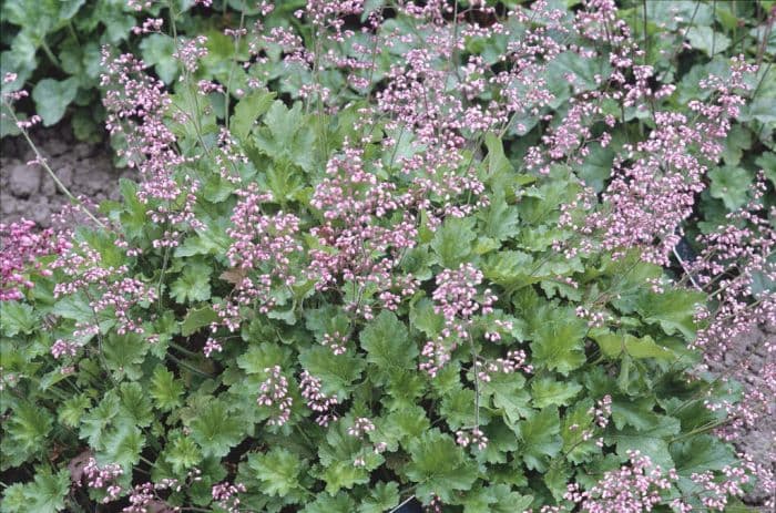 alum root 'Strawberry Swirl'