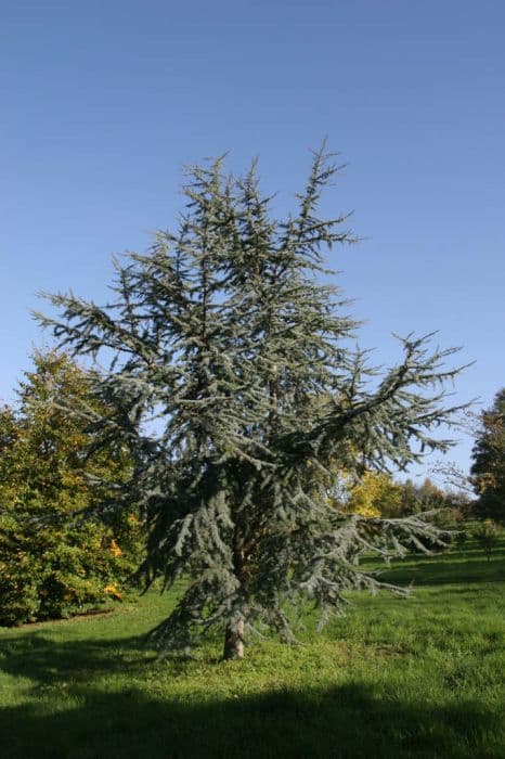 blue Atlas cedar