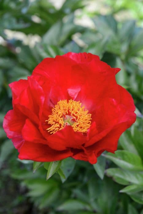 peony 'Blaze'