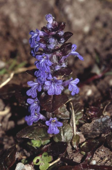 dark purple bugle