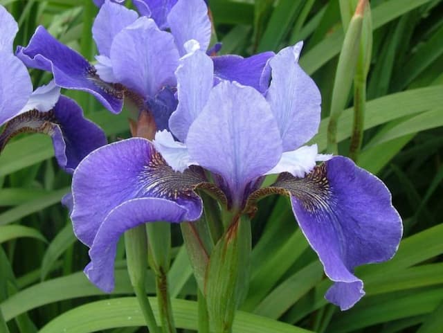 Siberian iris 'Cleedownton'