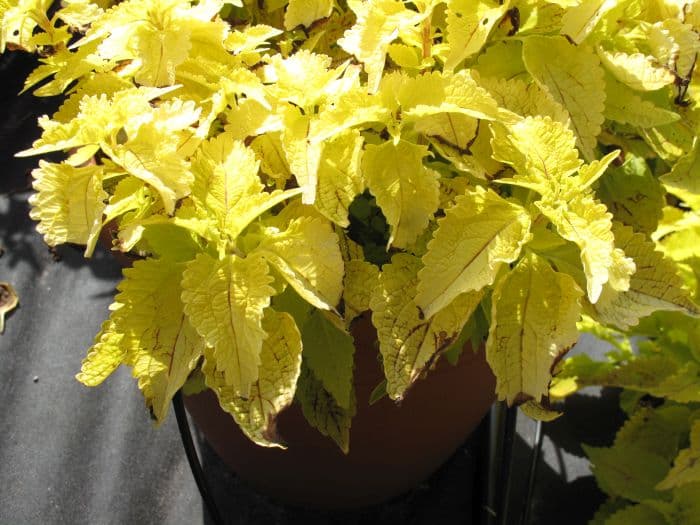 coleus 'Roy Pedley'