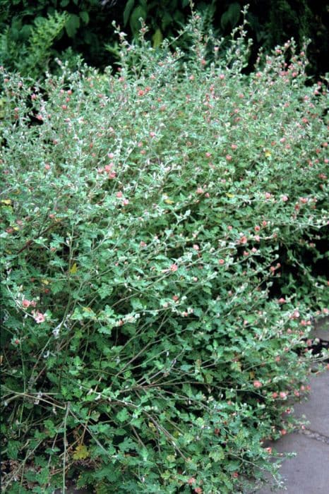 globe mallow 'Childerley'