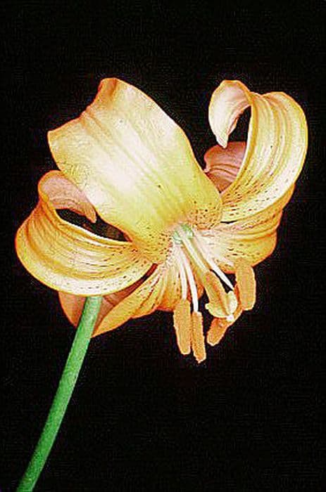 lily 'Blizzard'