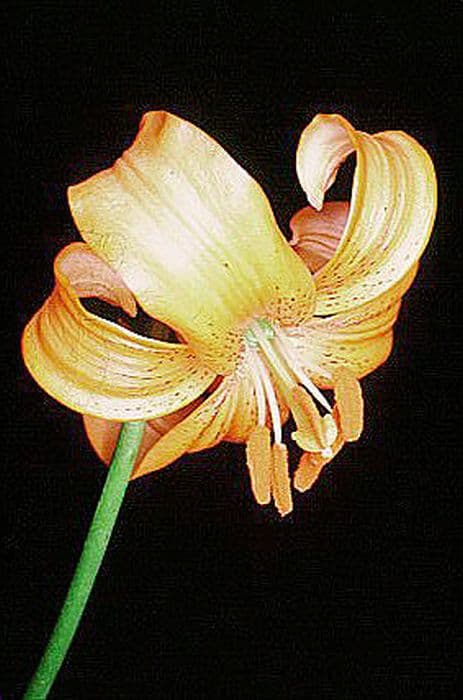 Lily 'Blizzard'