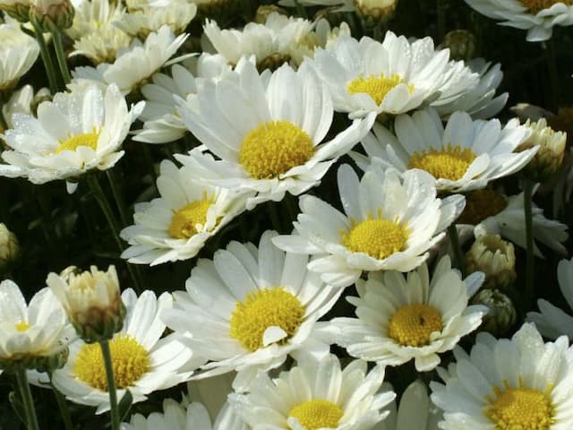 Chrysanthemum 'Tightrope'