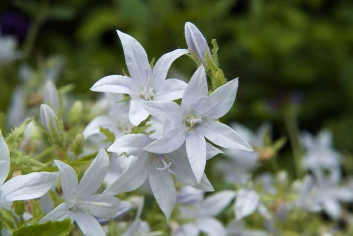 trailing bellflower 'E.H. Frost'