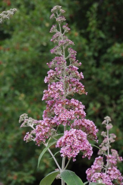 butterfly bush 'Pink Pagoda'