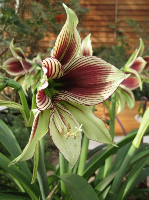 butterfly amaryllis