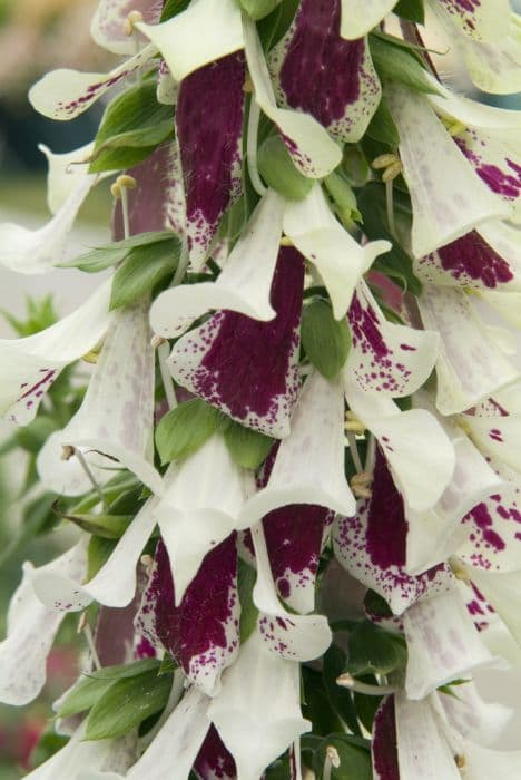 Foxglove 'Pam's Split'