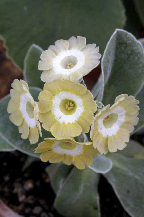 auricula 'Lucy Locket'