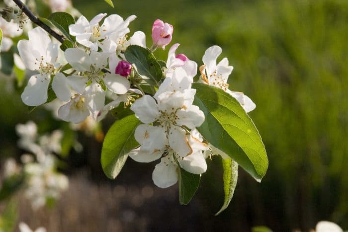 crab apple 'Gorgeous'