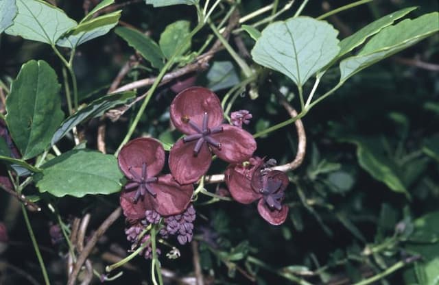 Chocolate vine