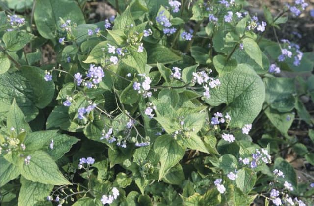 Siberian bugloss