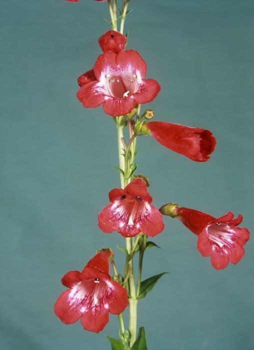 penstemon 'Pensham Plum Dandy'