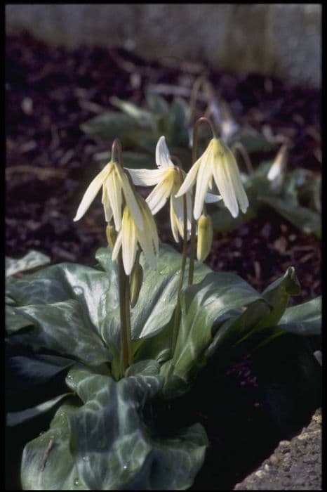 fawn lily