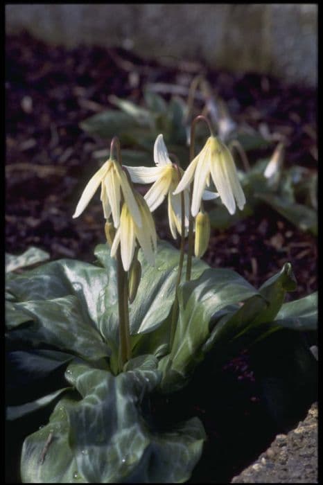 Fawn lily