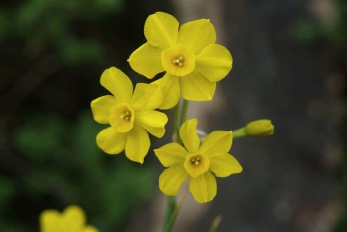 jonquil