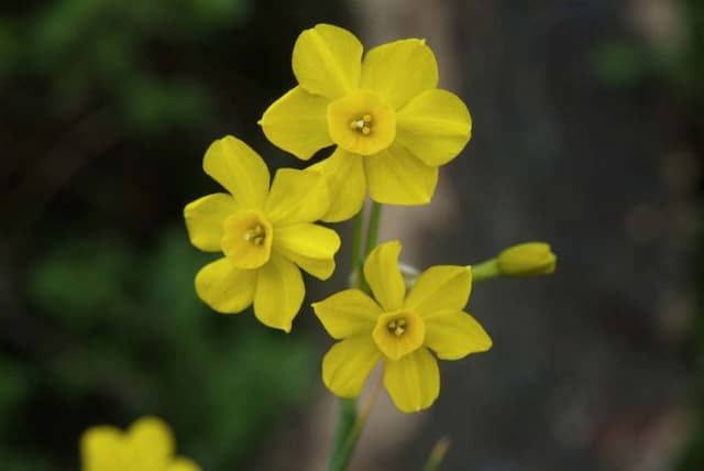 Jonquil