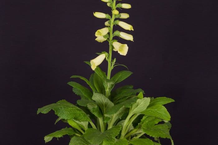 foxglove 'Lemoncello'