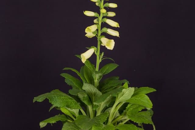 Foxglove 'Lemoncello'