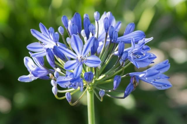 African lily 'Moonlight Star'
