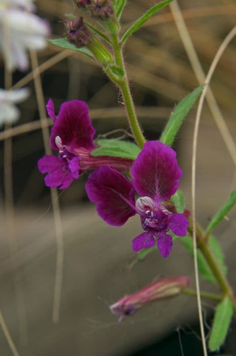 blue waxweed