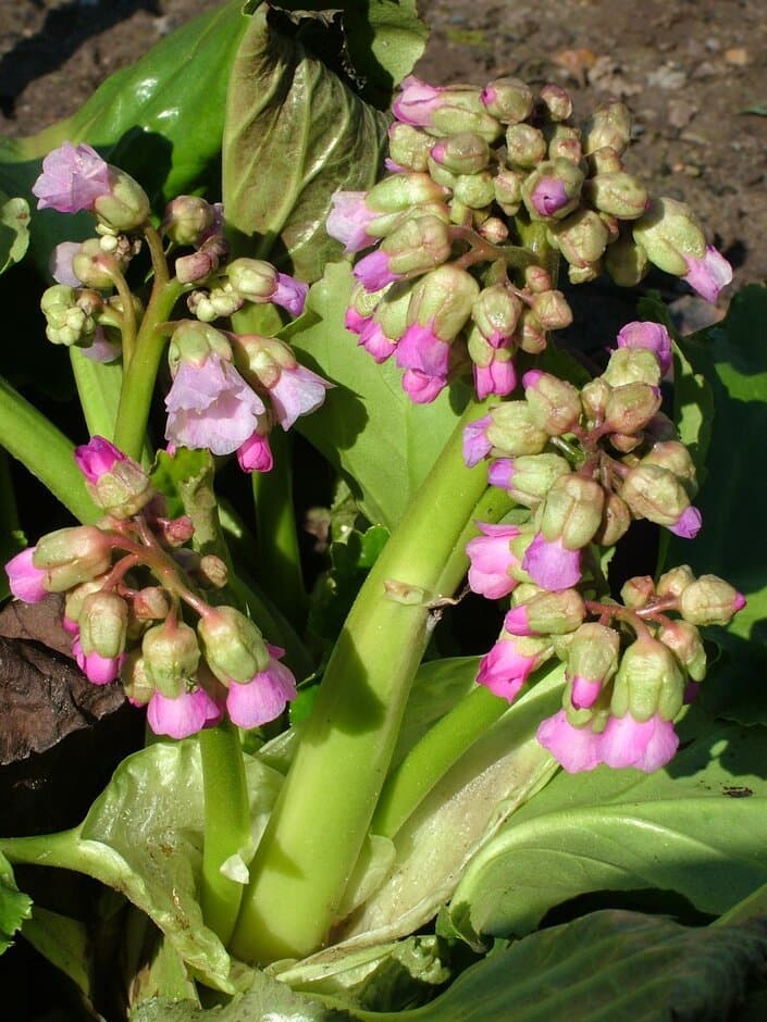 Bergenia 'Ballawley' seed-raised