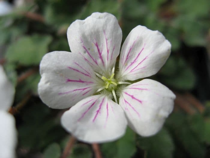 storksbill 'Joe Elliott'