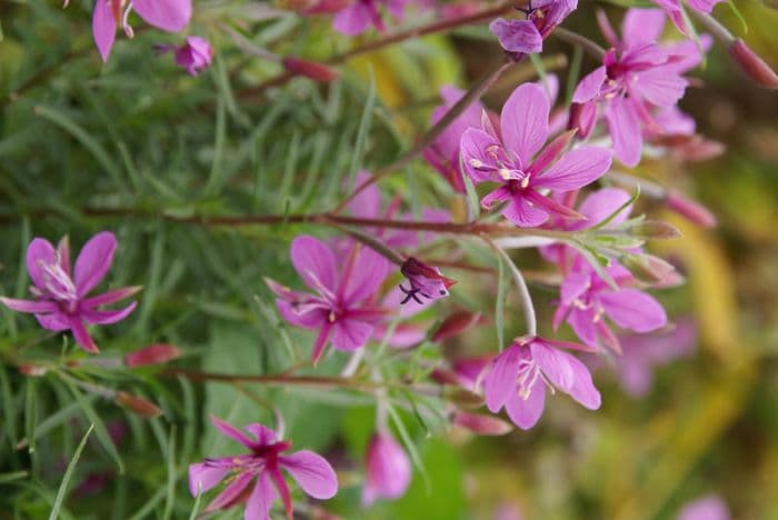 Dodoens' willowherb