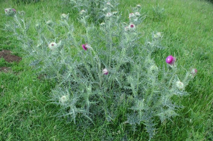 bank thistle