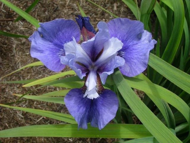 Siberian iris 'Perfect Vision'