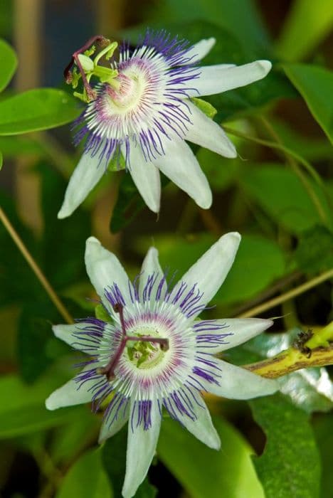 passion flower 'Star of Surbiton'