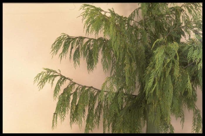 weeping Nootka cypress