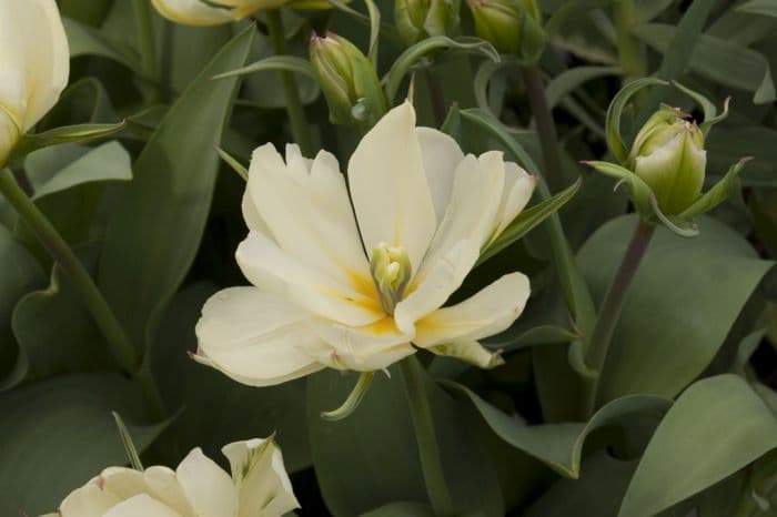 tulip 'Exotic Emperor'