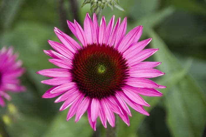 purple coneflower 'Rubinstern'