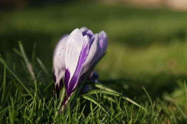 Crocus 'Pickwick'