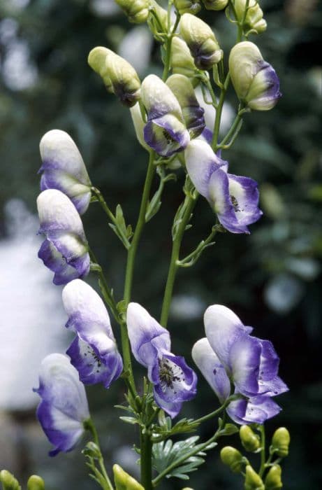 purple wolf's bane 'Bicolor'