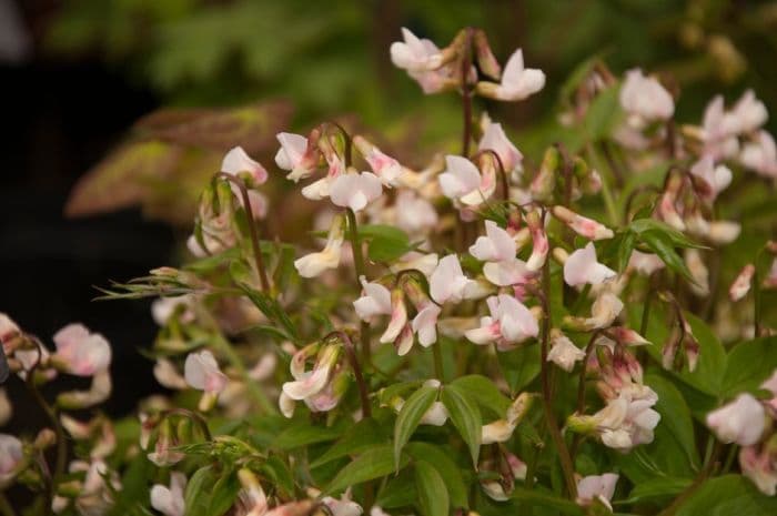 spring pea 'Dama Emily'