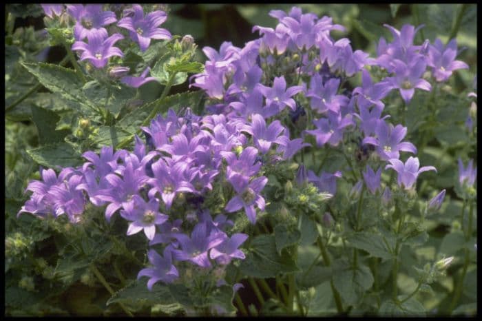 milky bellflower 'Prichard's Variety'